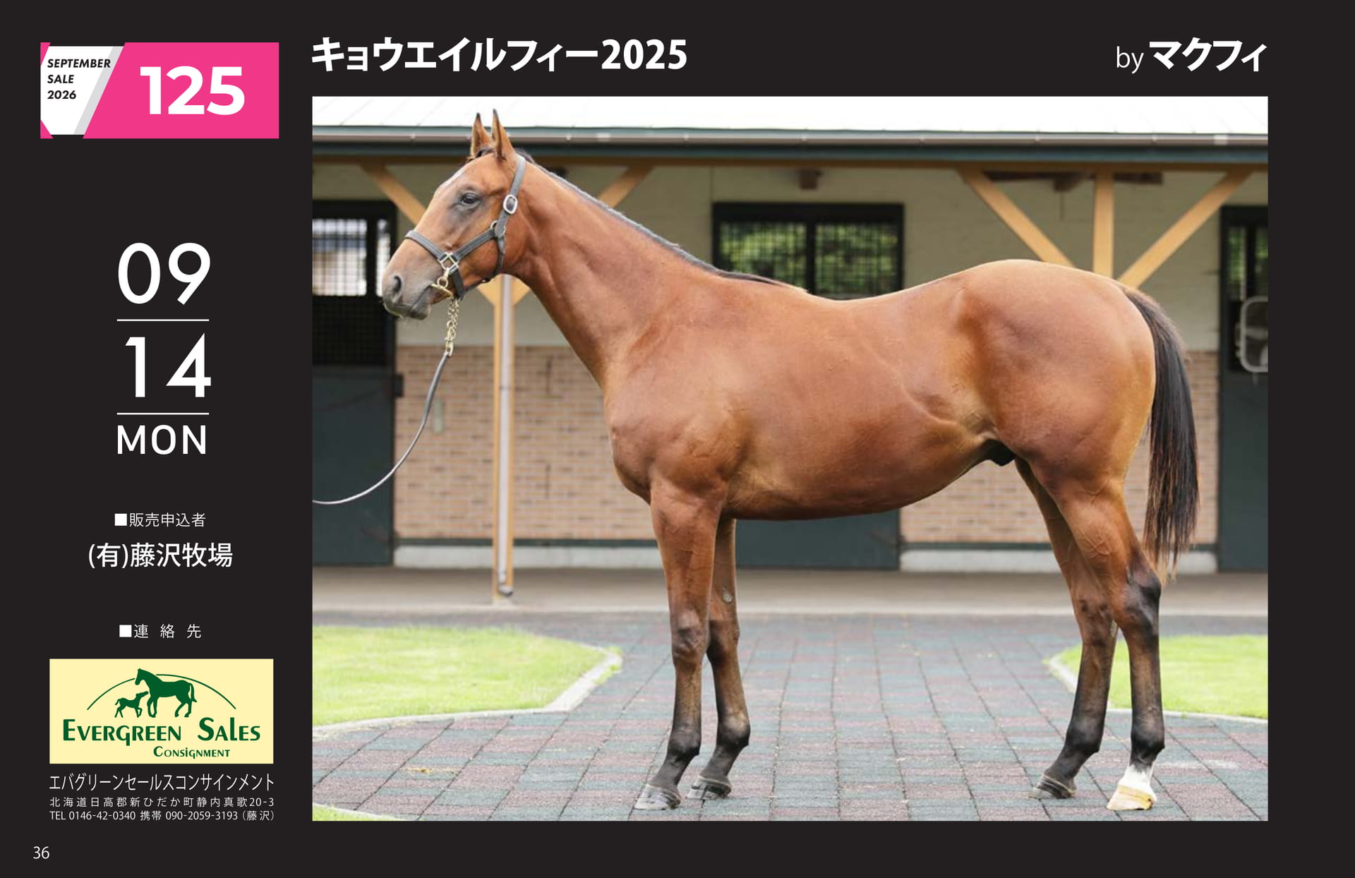 SEPTEMBER SALE 2026(36ページ目)