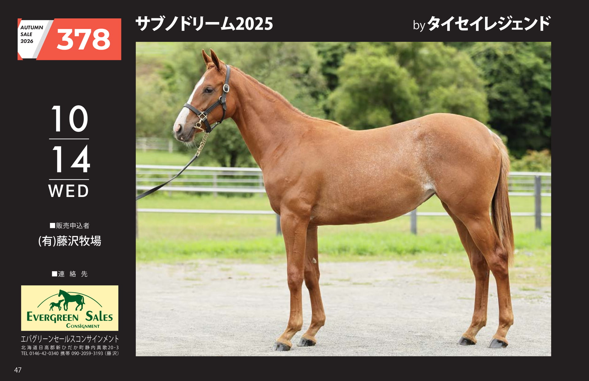 AUTUMN SALE 2026(48ページ目)