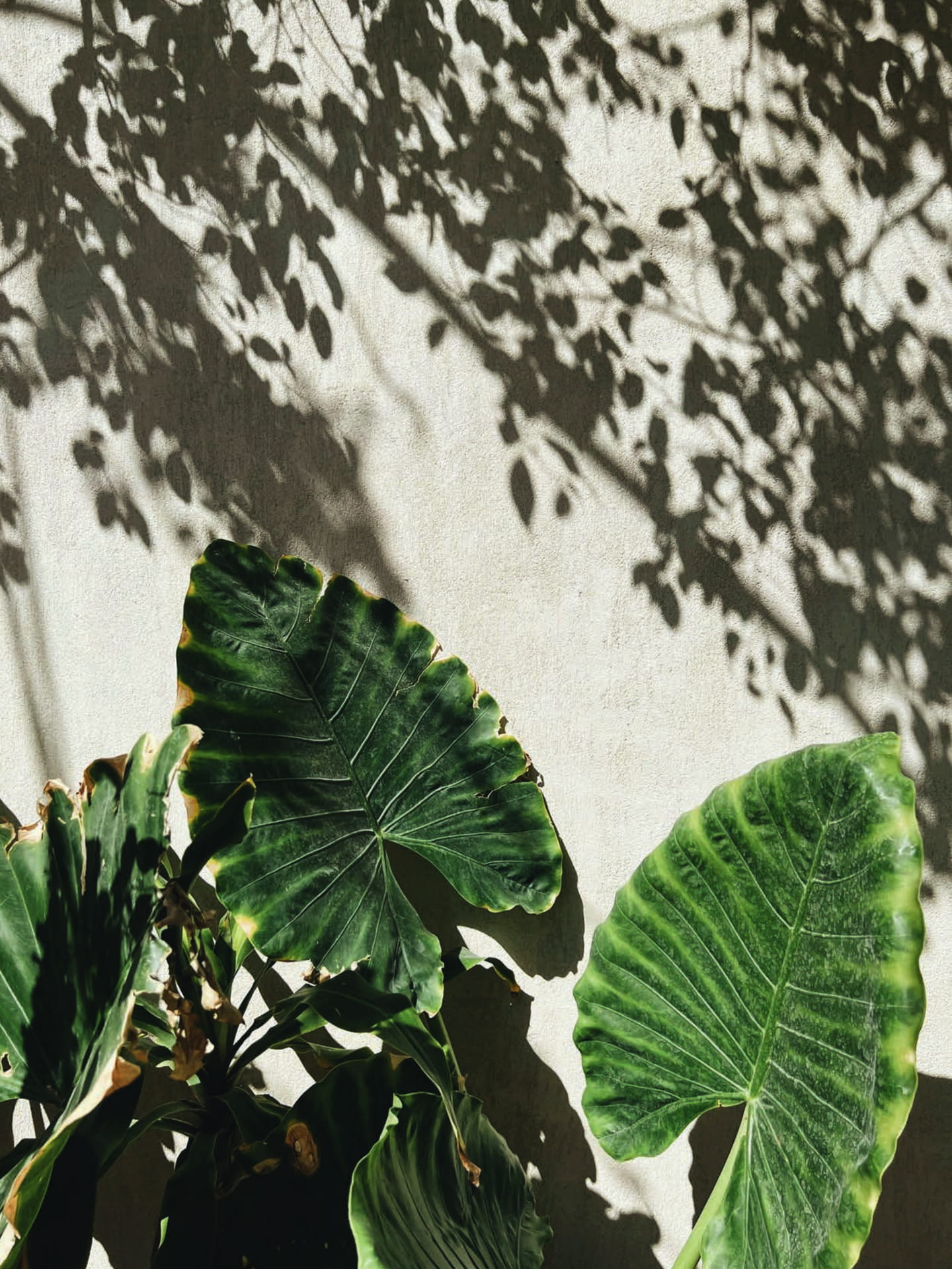 Plants and Shadow（5ページ目）