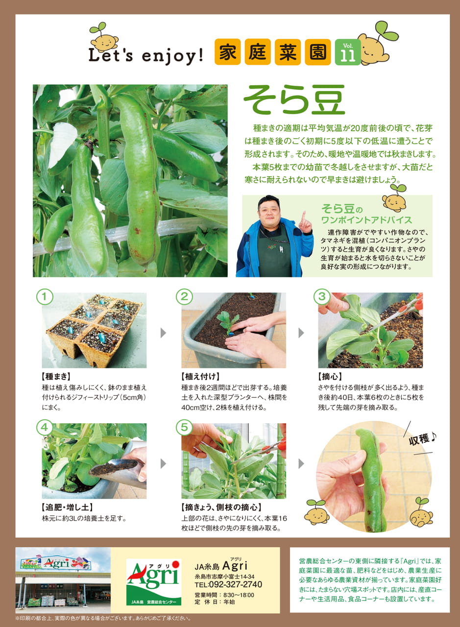 Let's enjoy!家庭菜園 そら豆(6ページ目)