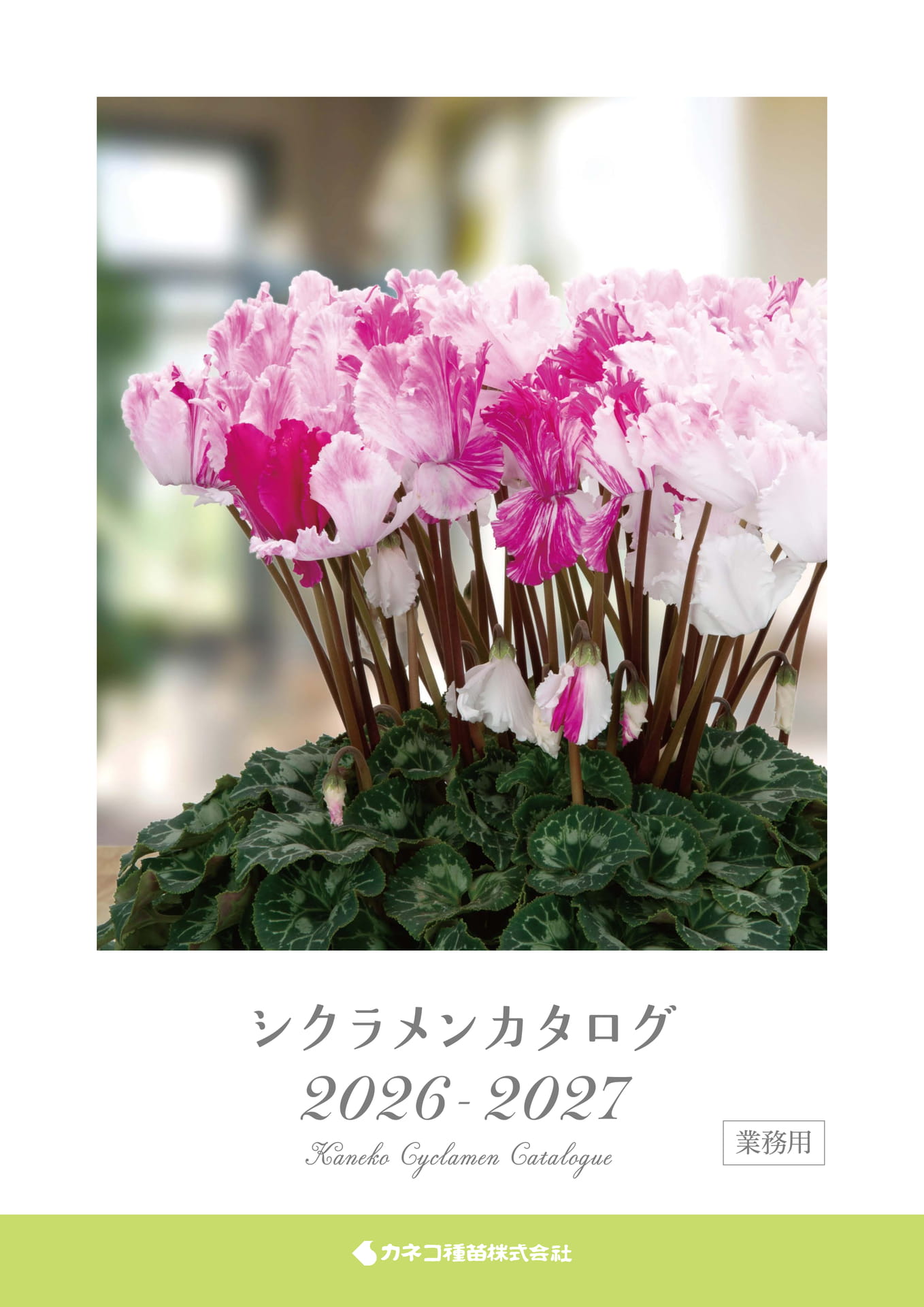 ❣️シクラメンです。２点おまとめ ❣️シクラメンです。2点おまとめ 二年目のシクラメンジックス
