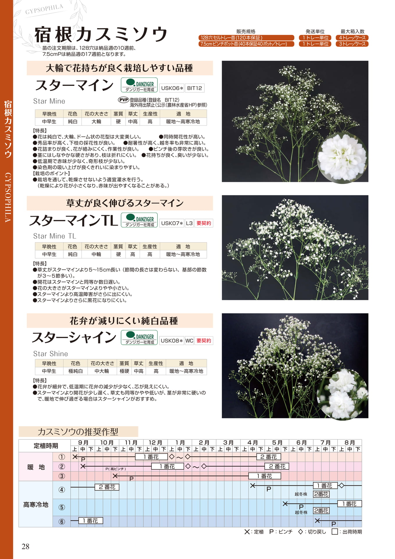 宿根カスミソウ スターマイン他（28ページ目）