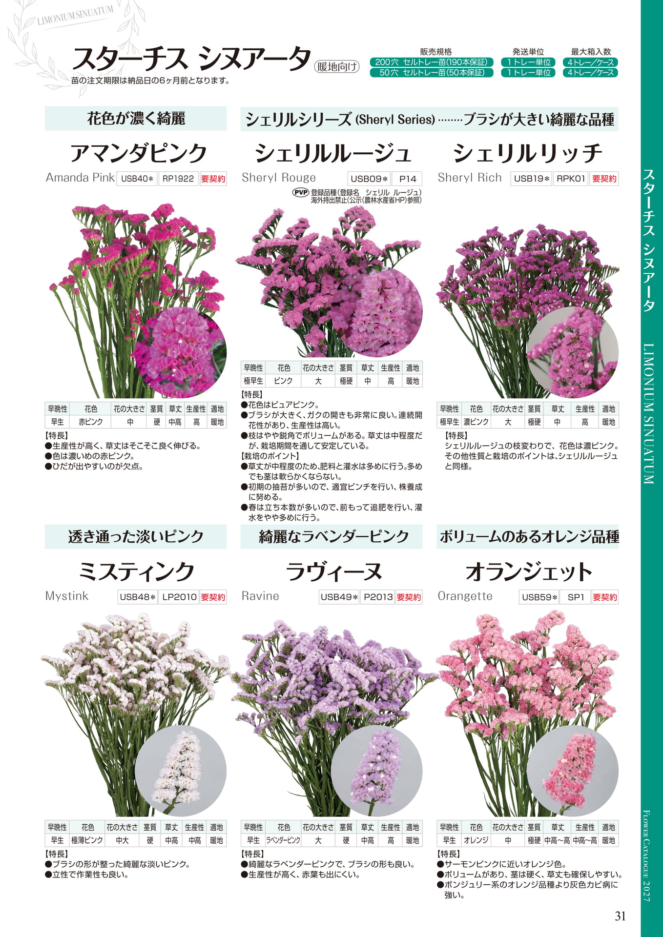 スターチス シヌアータ シェリル他（31ページ目）