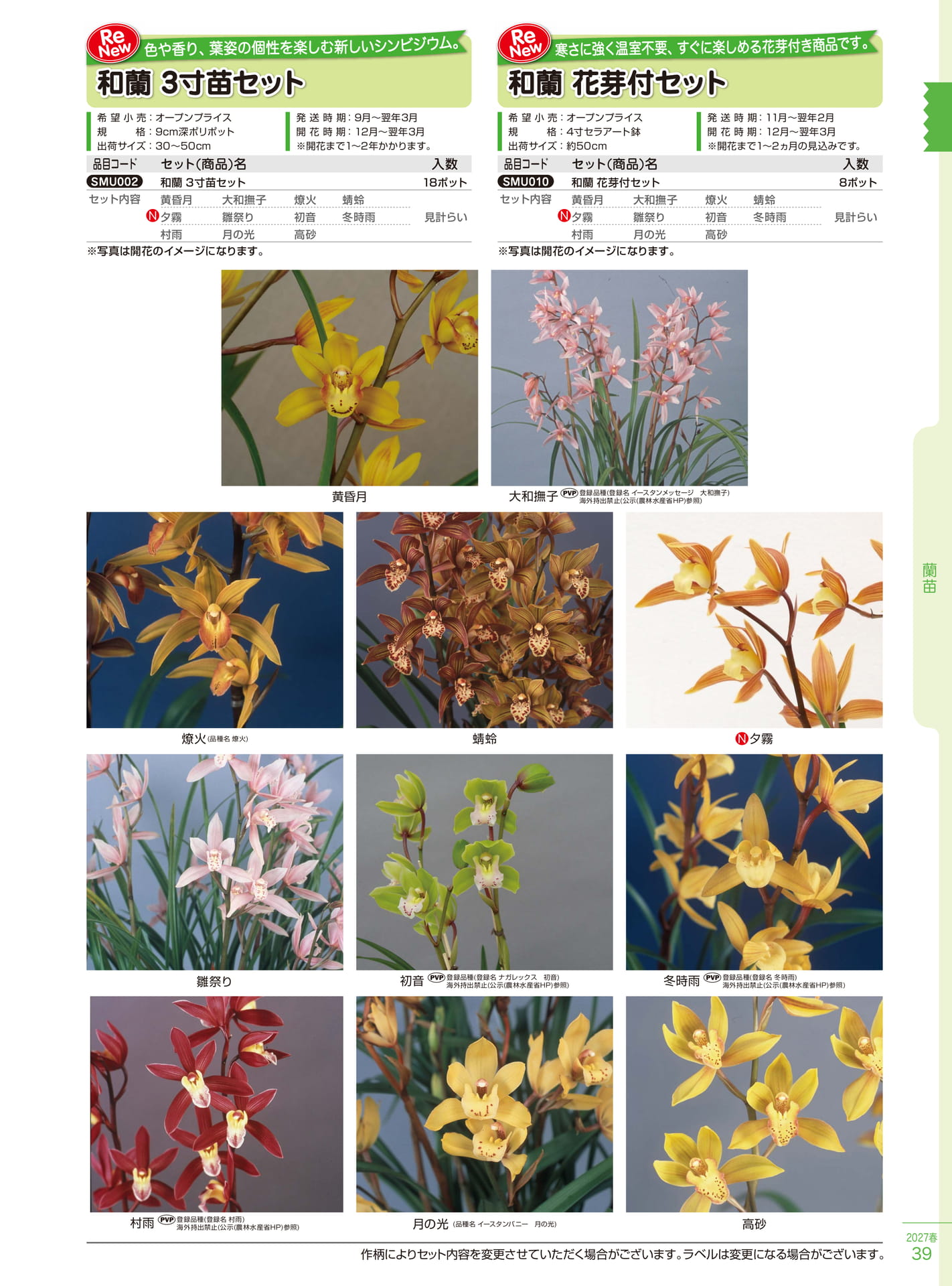 和蘭 3寸苗・花芽付セット（39ページ目）