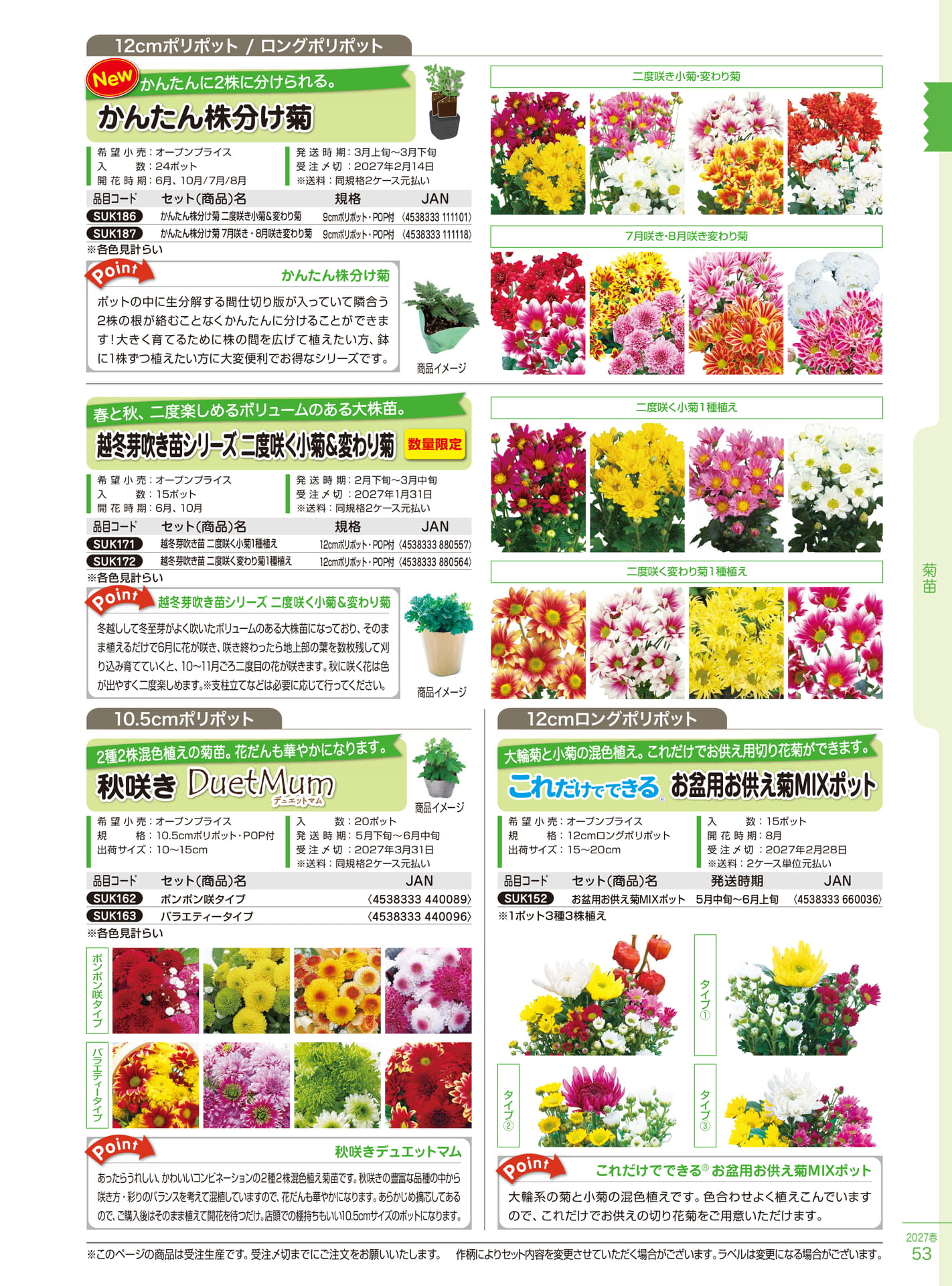 かんたん株分け菊・越冬芽吹き苗（53ページ目）