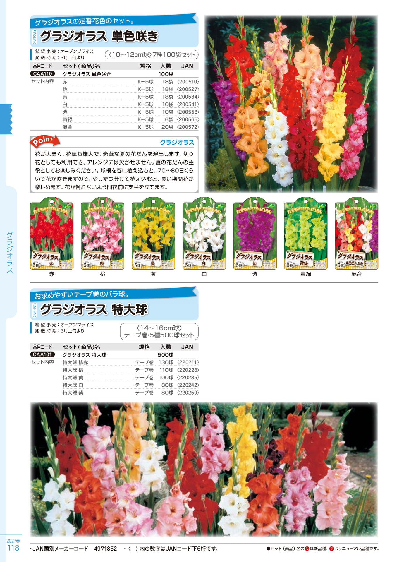 グラジオラス単色咲き・特大球（118ページ目）