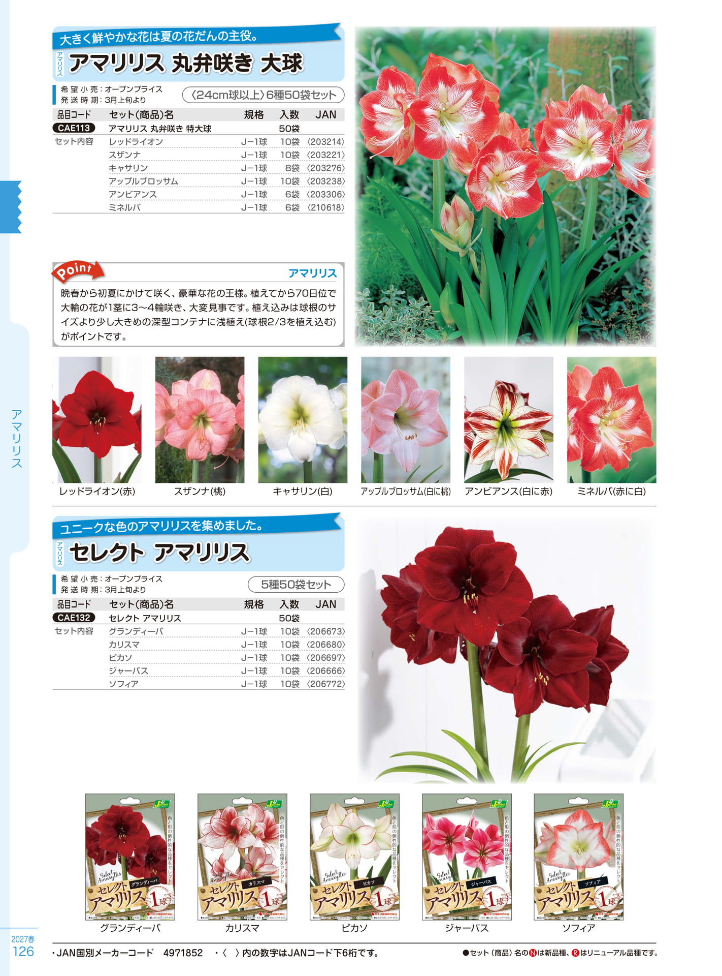 アマリリス丸弁咲き大球（126ページ目）
