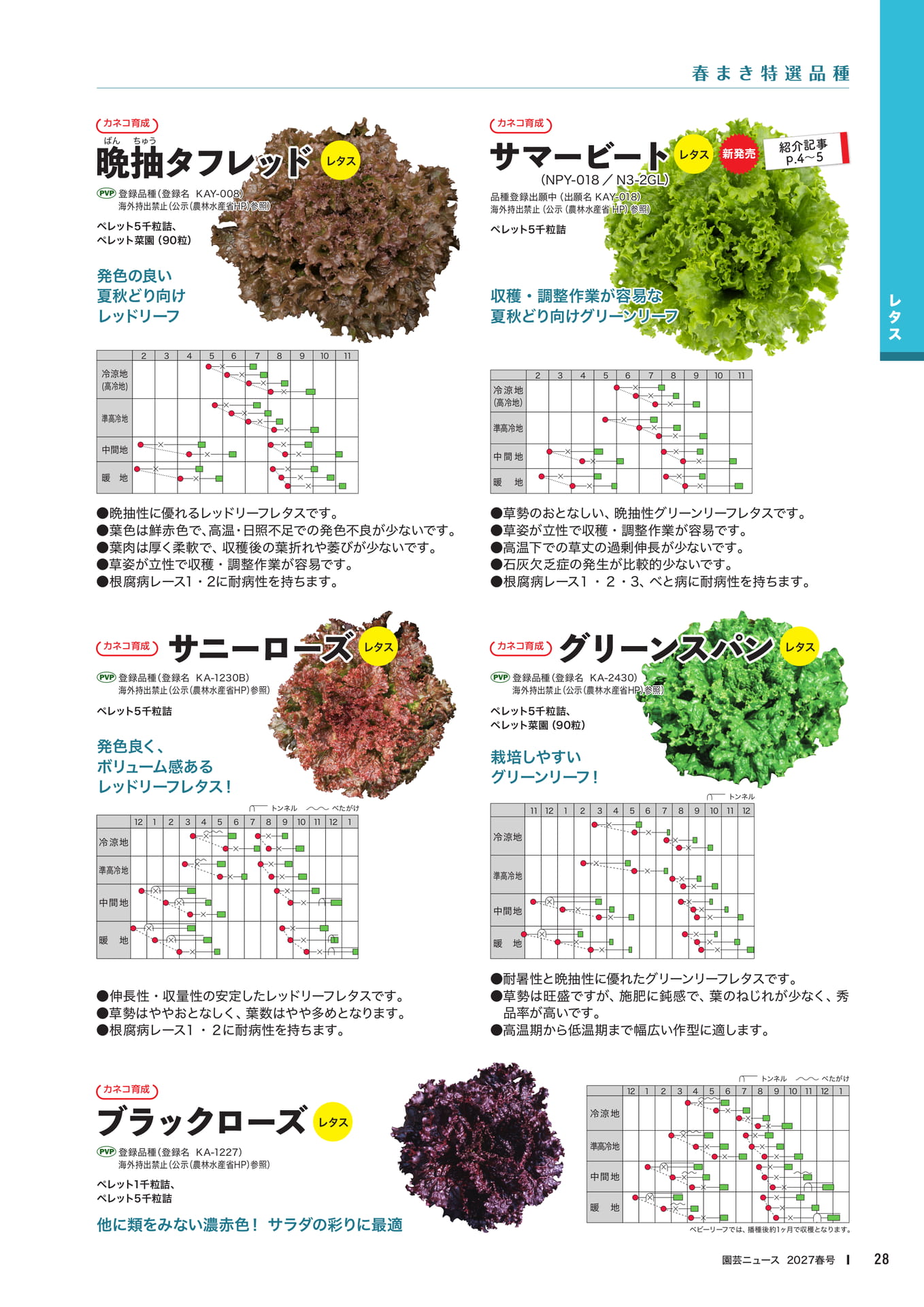 レタス品種紹介(3)(30ページ目)