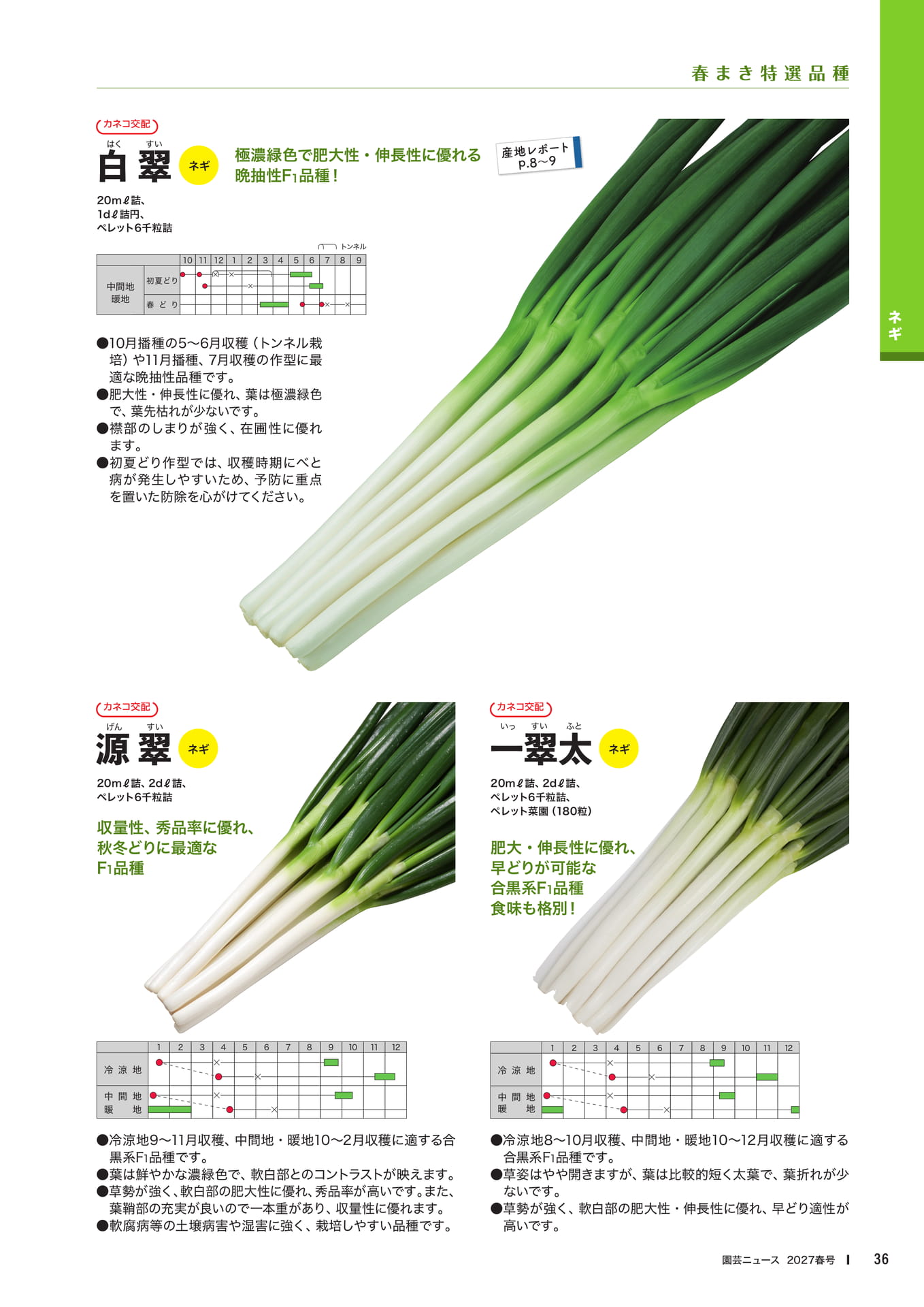 ネギ品種紹介(1)(38ページ目)