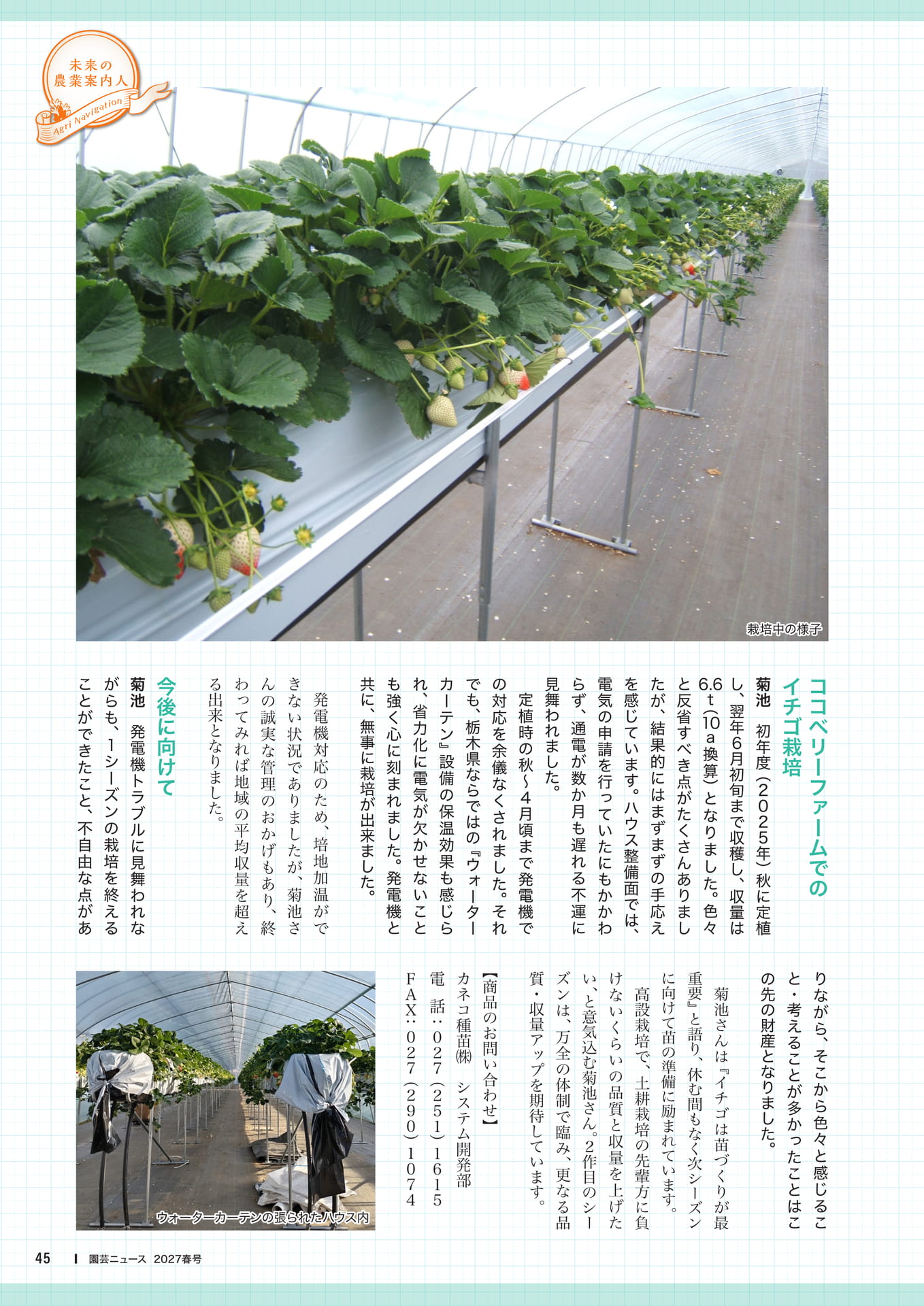 ココベリーファームでのイチゴ栽培(47ページ目)