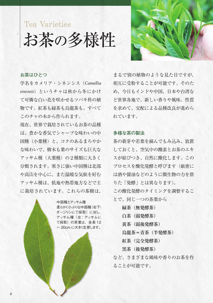 お茶の多様性(4ページ目)