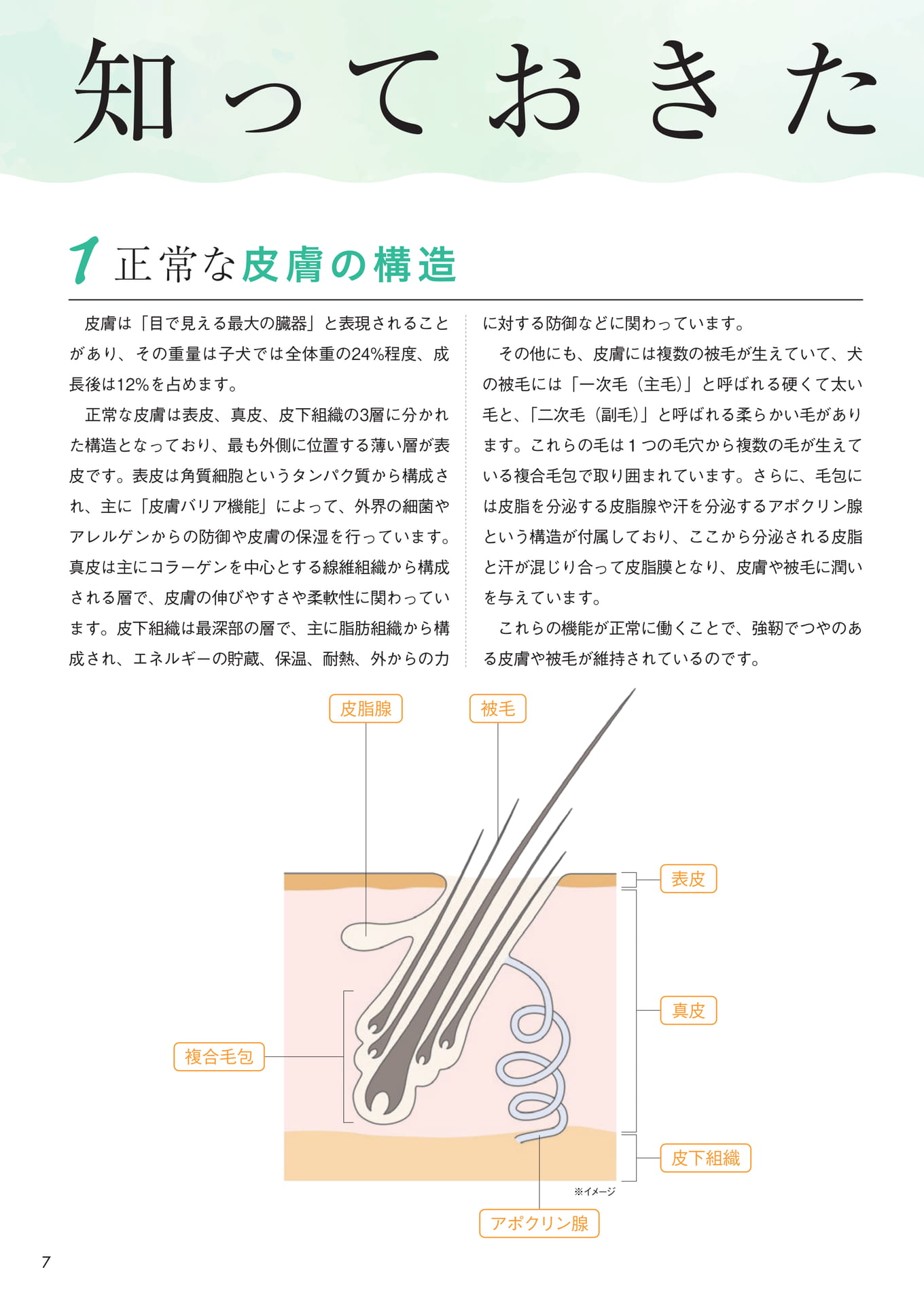 正常な皮膚の構造(8ページ目)