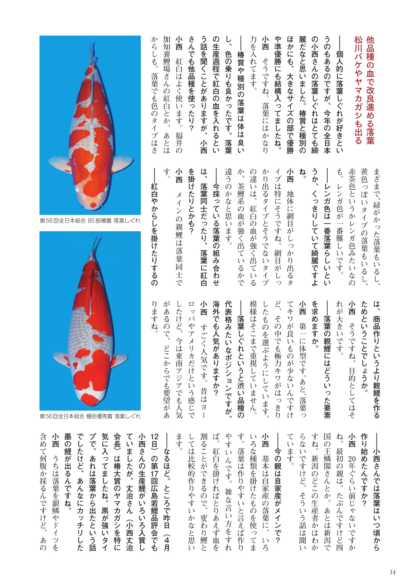 小西養鯉場の落葉しぐれと品種改良（6ページ目）