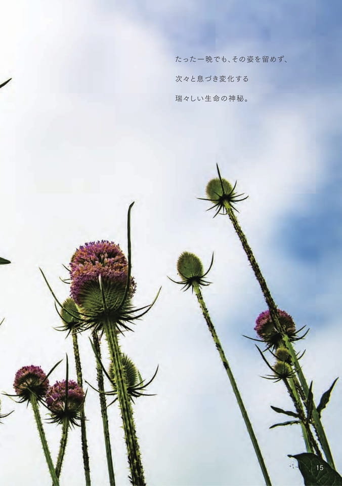 Page 17（17ページ目）