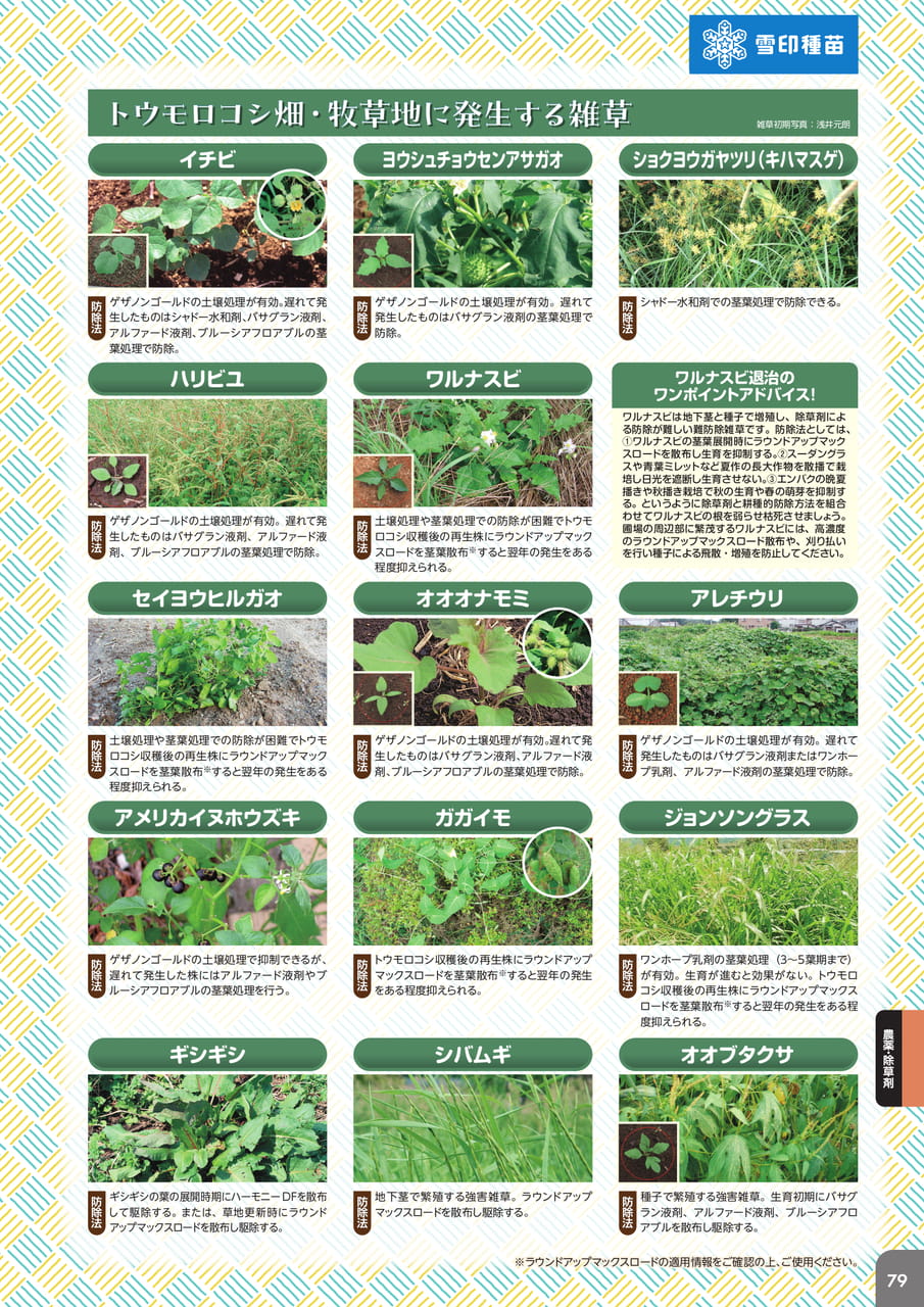 Page 81(81ページ目)