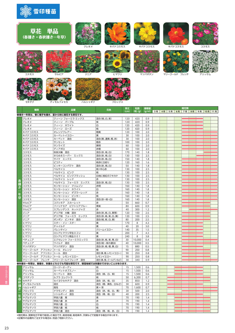 草花単品(春播き一年草)(24ページ目)