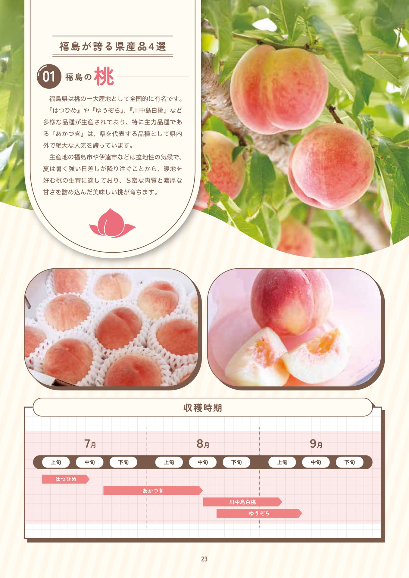 Page 25（25ページ目）