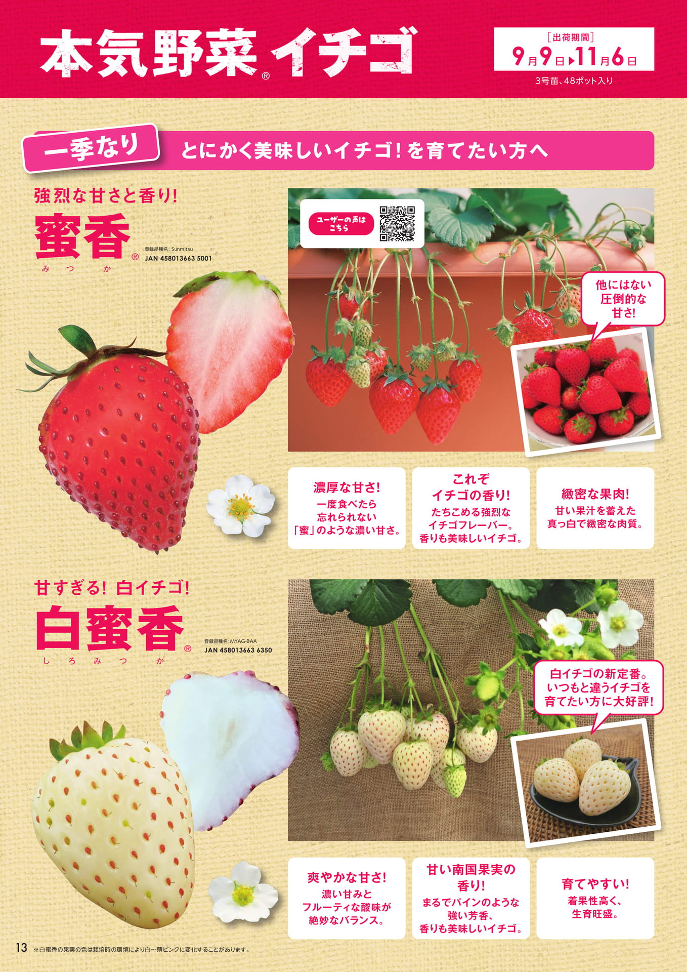 本気野菜イチゴ(1/2)(14ページ目)