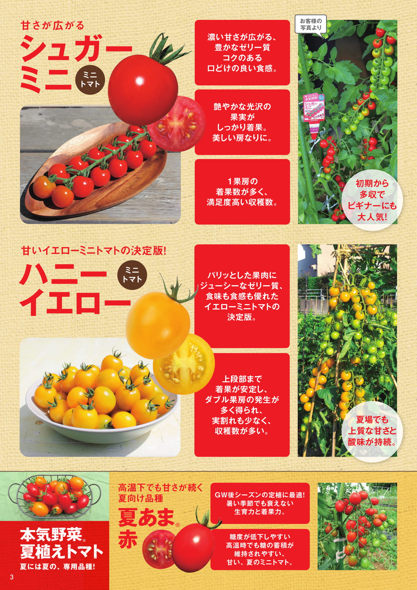 本気野菜トマト(3/6)あまさセレクト、夏植えトマト(4ページ目)