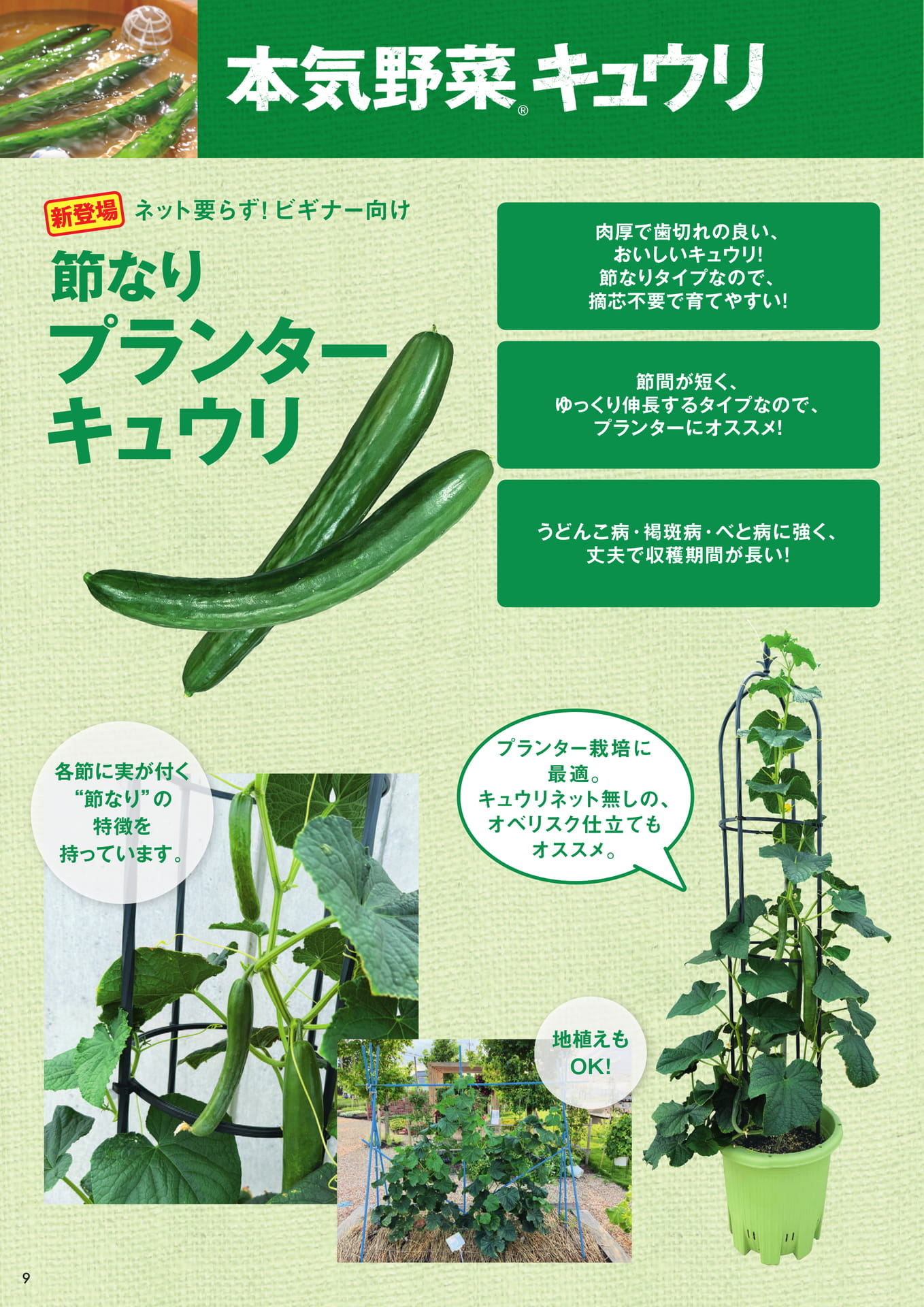 本気野菜キュウリ(3/3)(10ページ目)