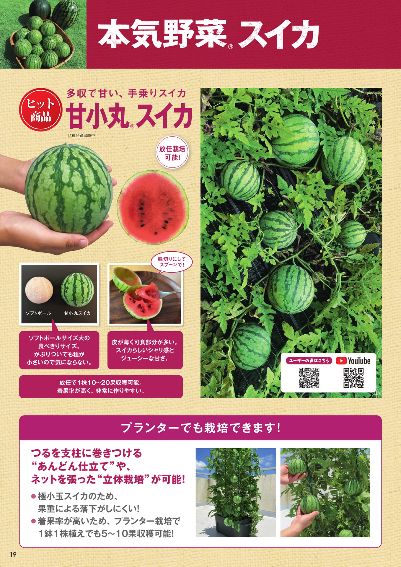 本気野菜スイカ(1/2)(20ページ目)