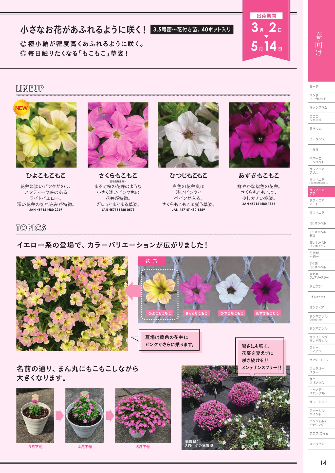 サフィニアプチ(2/2)(15ページ目)