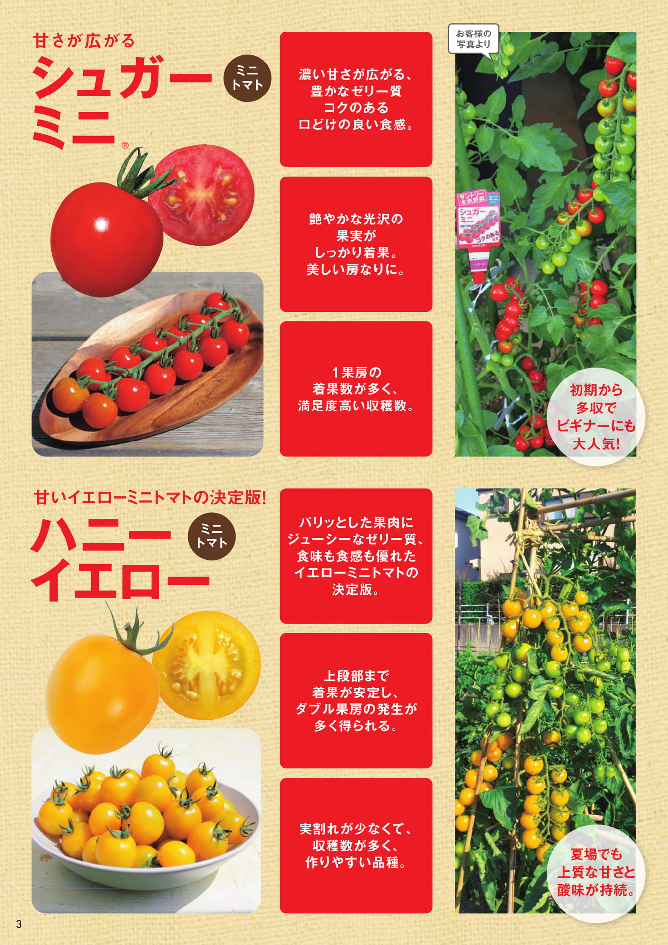 本気野菜トマト(3/9)あまさセレクト(4ページ目)