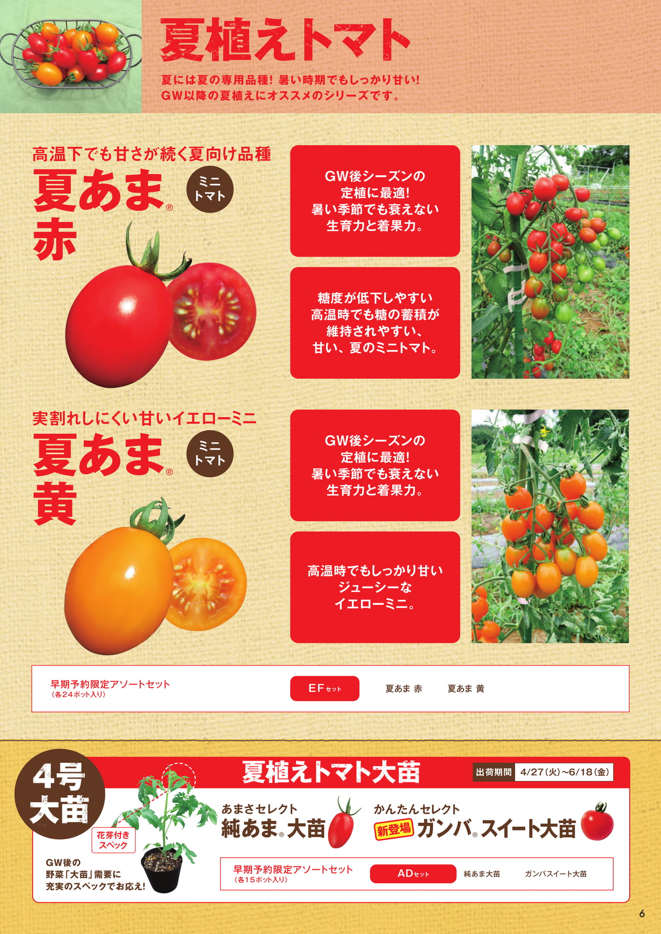 本気野菜トマト(6/9)夏植えトマト(7ページ目)