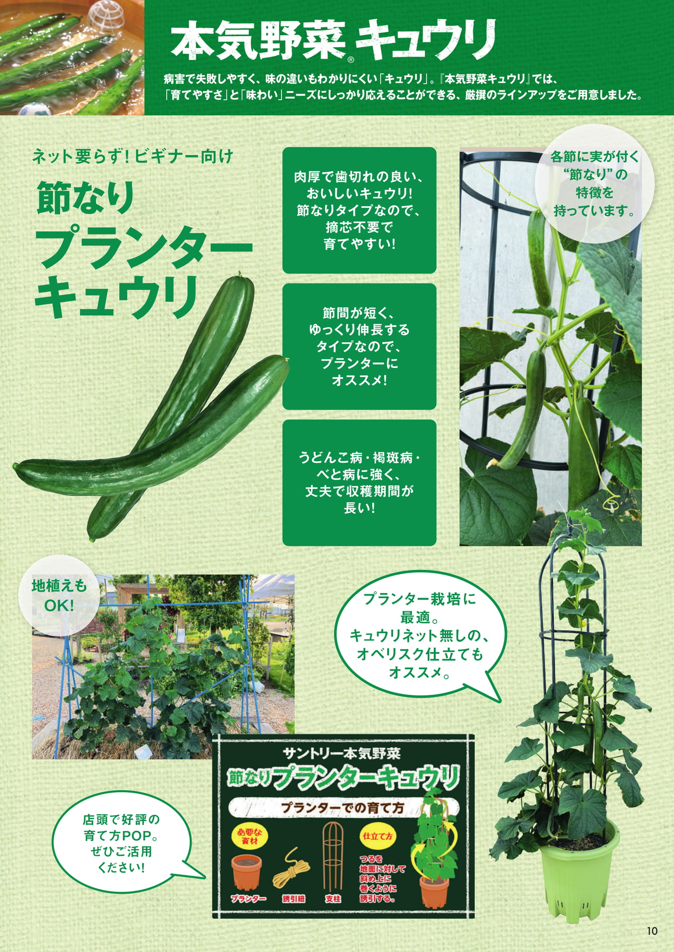 本気野菜キュウリ(1/3)(11ページ目)