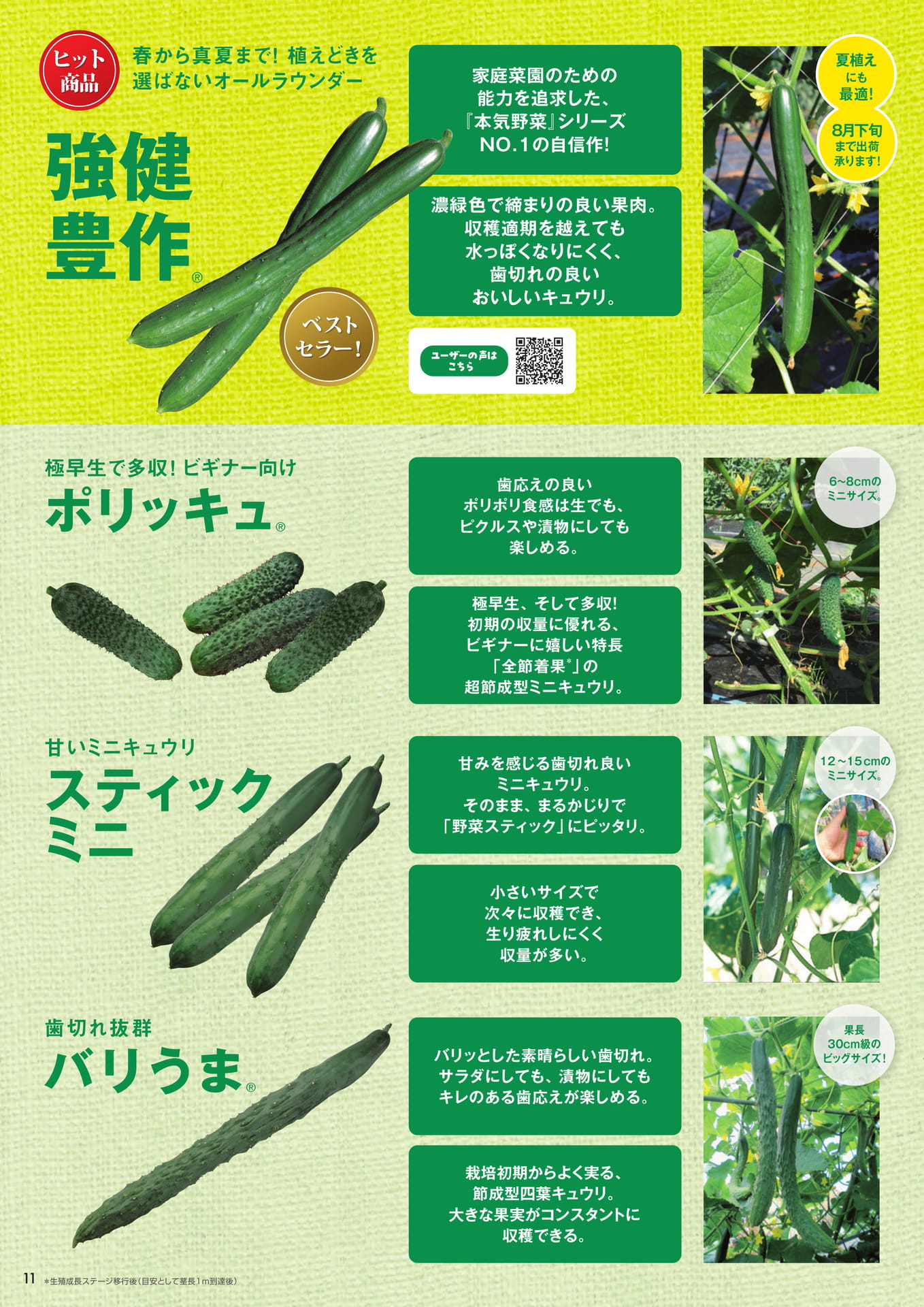 本気野菜キュウリ(2/3)(12ページ目)