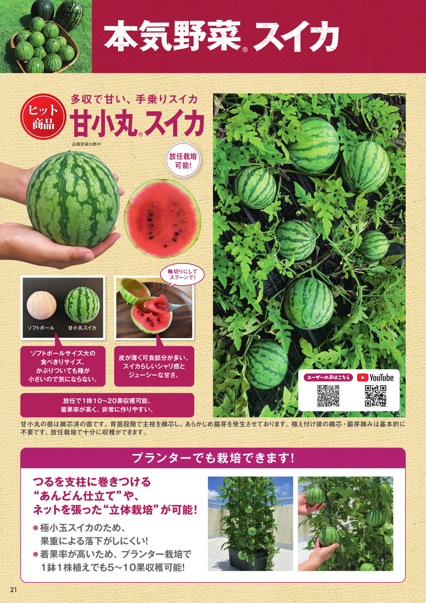 本気野菜スイカ(1/2)(22ページ目)