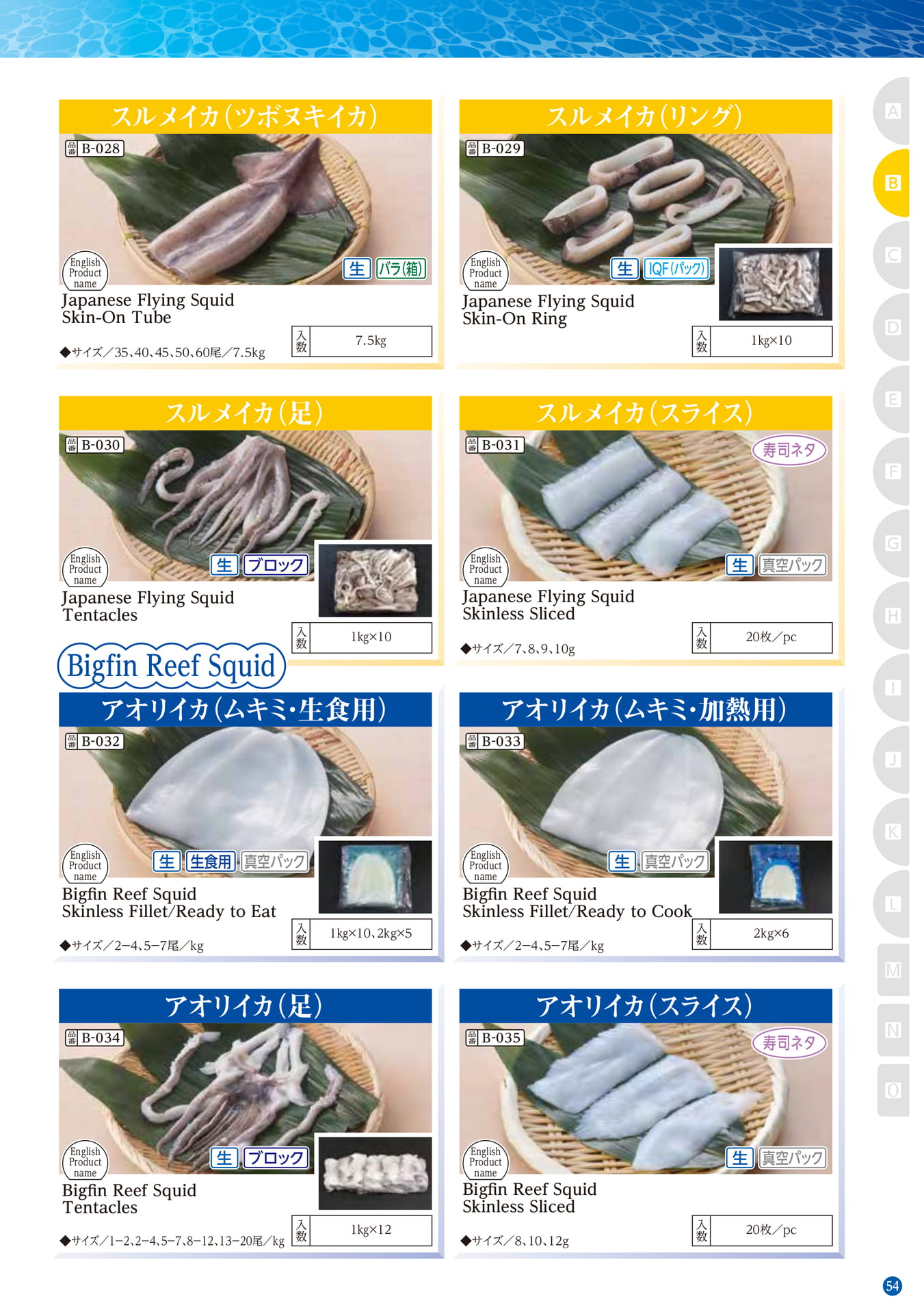 Squid・Octopus Cuttlefish Bigfin Reef Squid(45ページ目)