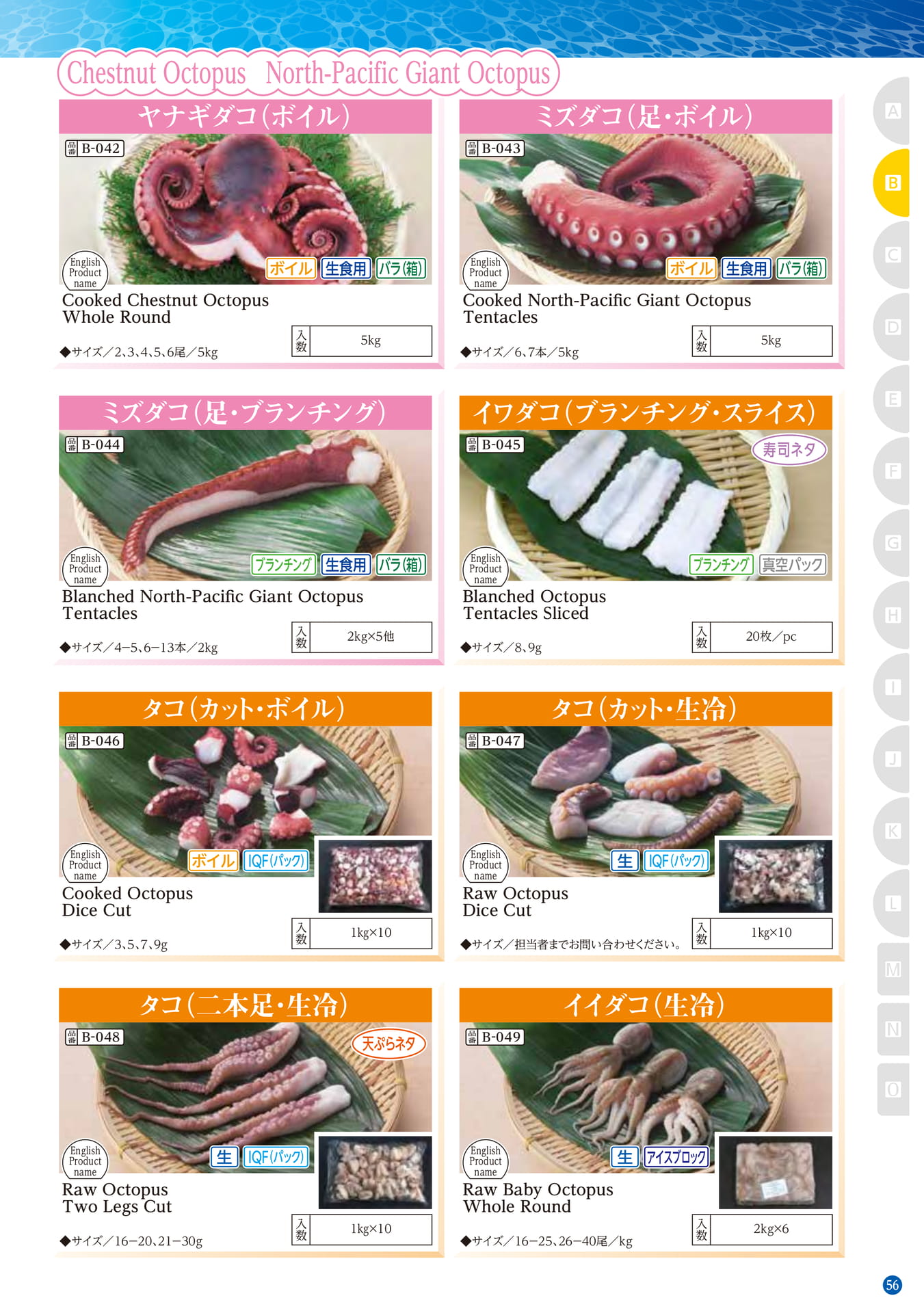 Squid・Octopus Cuttlefish Chestnut Octopus North-Pa(47ページ目)