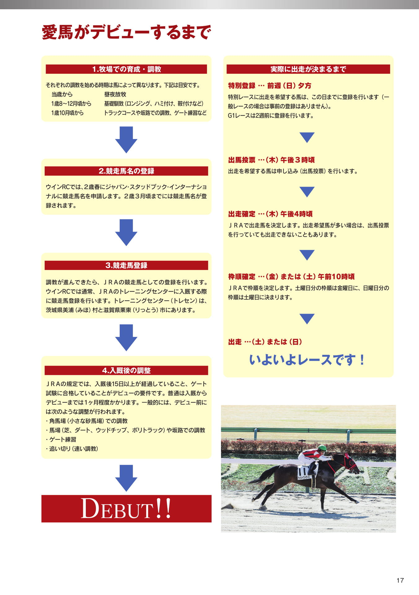 Page 17　愛馬がデビューするまで（19ページ目）